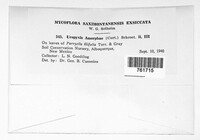 Uropyxis amorphae image